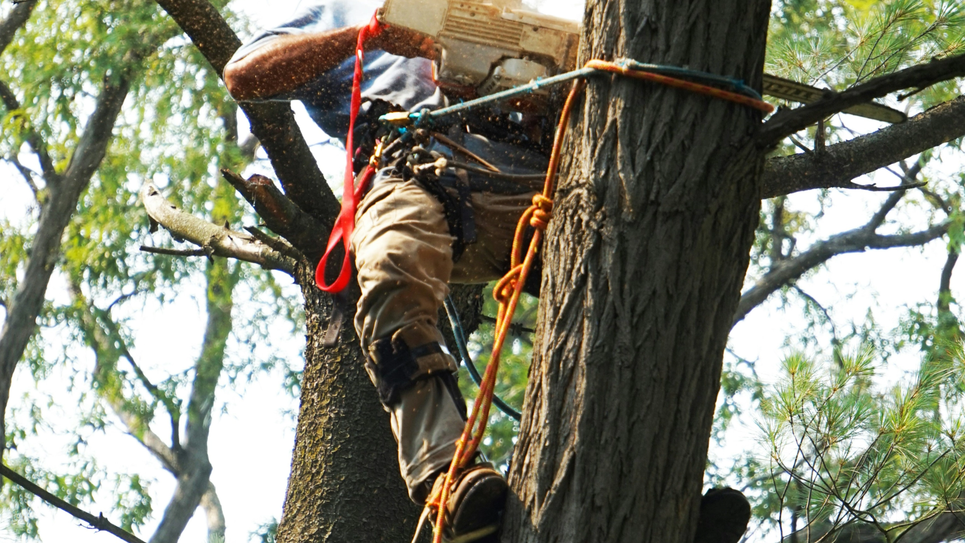 Image of an arborist trimming a large tree