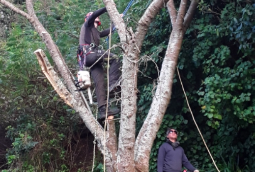A worker performing pruning on a large tree