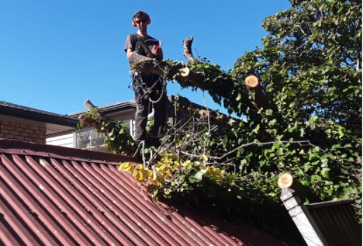 A worker at roof height, pruning a large tree