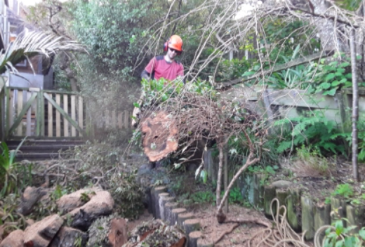 A worker removing an old tree