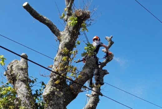 A worker at the top of a large tree