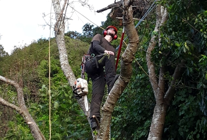 Image of an arborist in a large tree