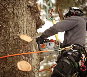 Worker pruning and thinning a tree