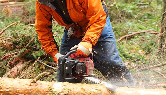 Image of an arborist removing a tree