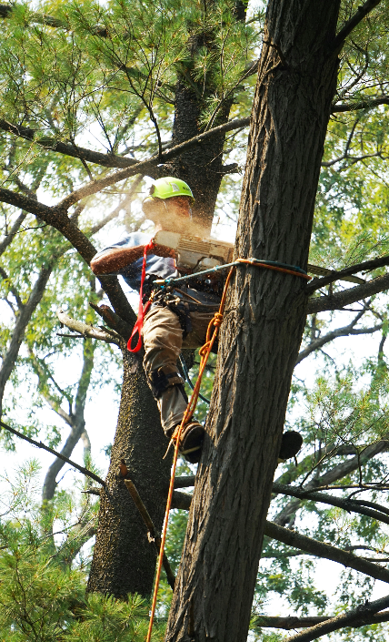 Worker removing the top of a tree with a chainsaw