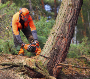 Worker removing a tree with a chainsaw
