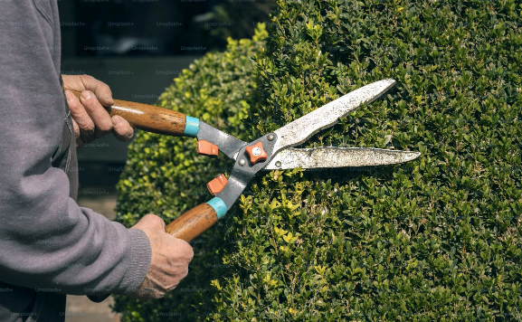 Image of a hedge being shaped and trimmed.