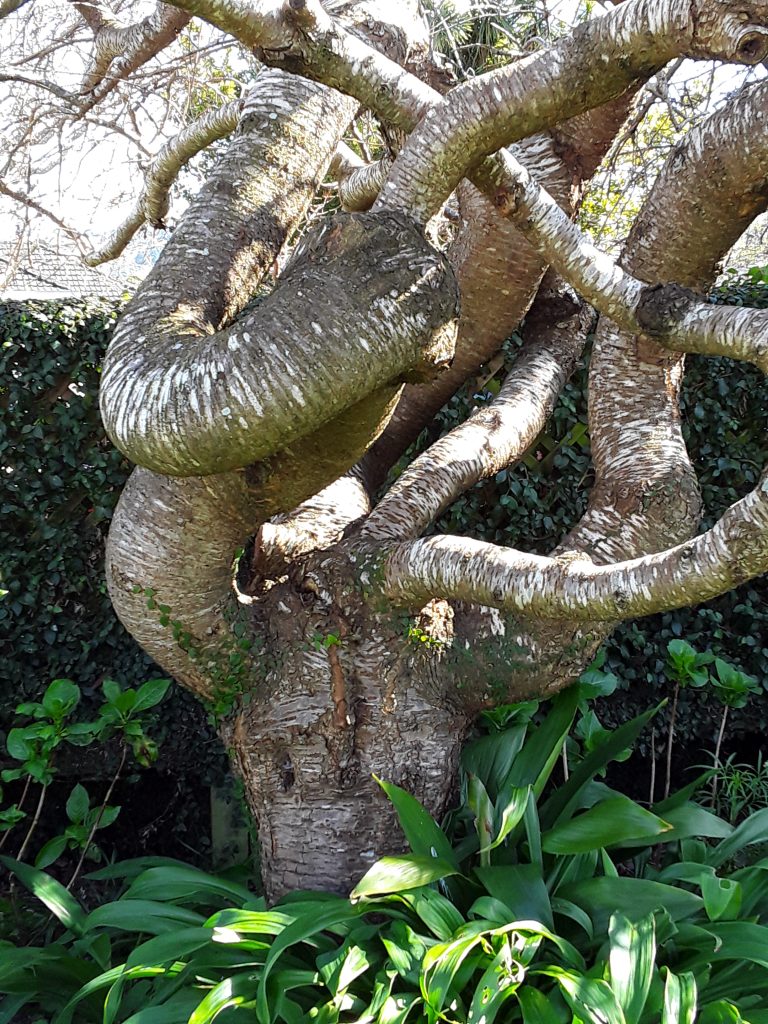 A tree in need of shaping and pruning