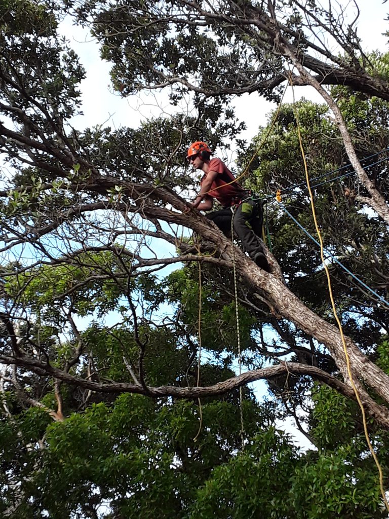 A worker high up in a large tree