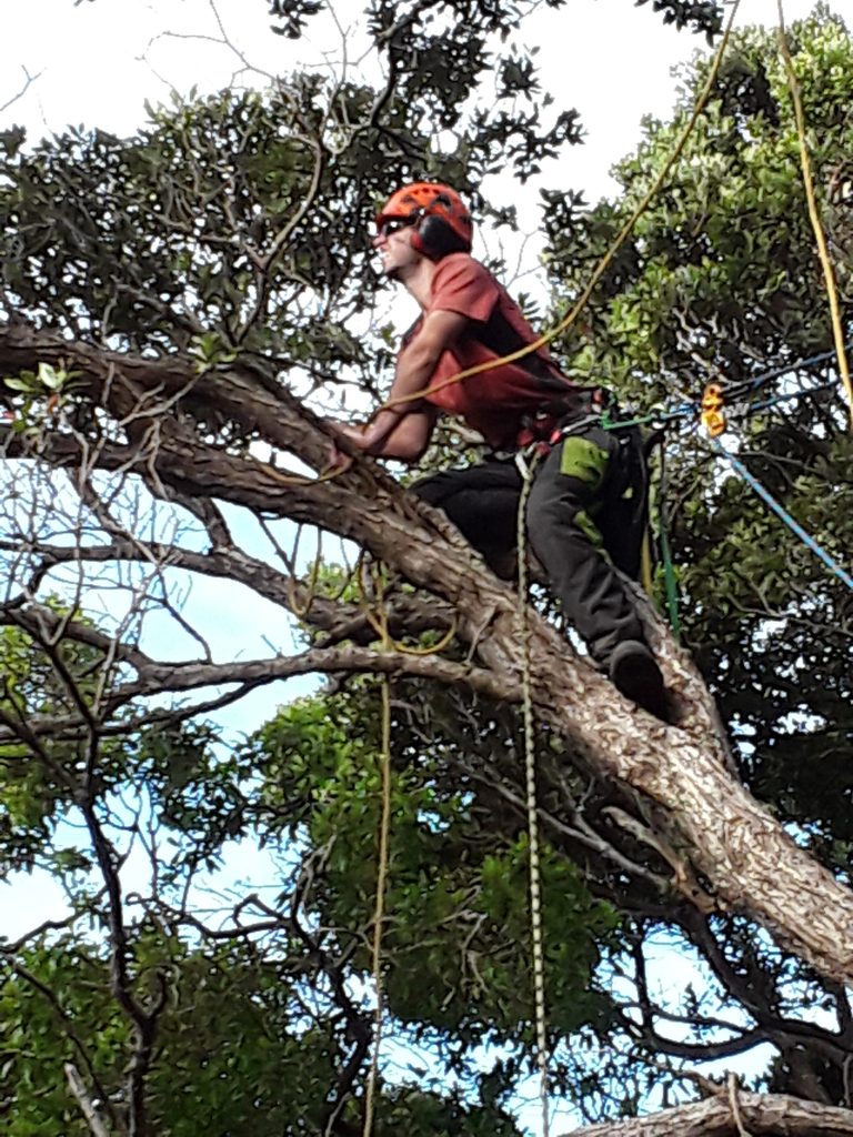 A worker high up in a large tree